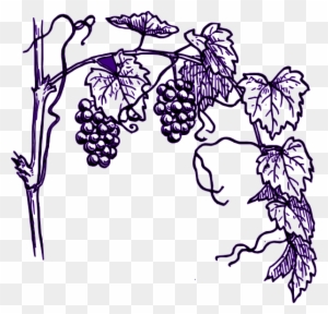 Purple Grape Vine Clip Art At Clker Grape Tree Clipart - Vine Clipart Black And White