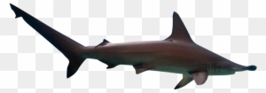 Digital Marketing - Bronze Hammerhead Shark