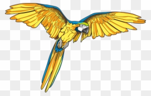 Kakatua Ara Burung Blue And Yellow Macaw Art Free