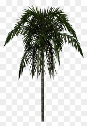 Coconut Tree Drawing Png Avec Palm Tree Drawing Png - 3d Palm Tree Png