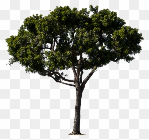Tree - Tree Bitmap