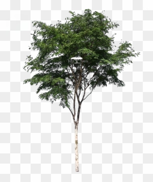 Caesalpina Ferrea - Tree Free 3d Model