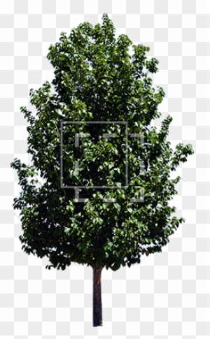 African Tree Png Parent Category - Alnus Glutinosa Tree Png
