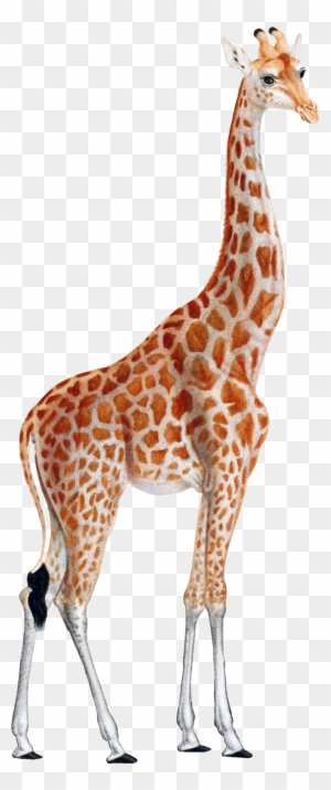 Giraffe Framed Art Print Multi