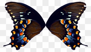 Butterfly Wing Wallpapers - Purple Butterfly Wings