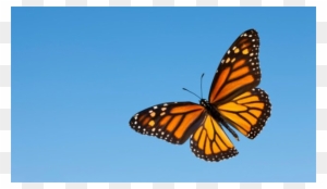 The Butterfly Life Cycle - Monarch Butterfly