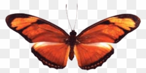 Chrysalis Kit - Butterfly Adventures