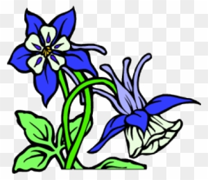Colorado Flower - North Carolina State Symbols