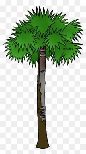 Vector South Carolina Palmetto Tree - South Carolina State Tree