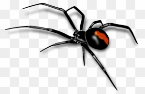 Mosquito Clipart Spider Insect - Australian Red Back Spider