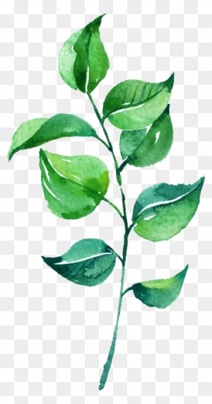 Leaf Watercolor Painting - Watercolor Green Leaf Png