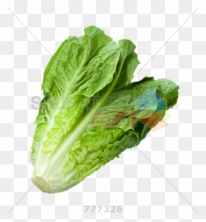 Stock Photo Of Romaine Lettuce Isolated On Transparent - Parris Island Cos Lettuce