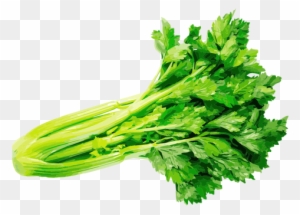 Celery Herb Illustration Transparent Png - Celery Seeds 100 Seeds Vegetable Seeds