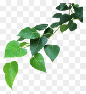 Banyan Tree - Banyan Tree Leaf Png