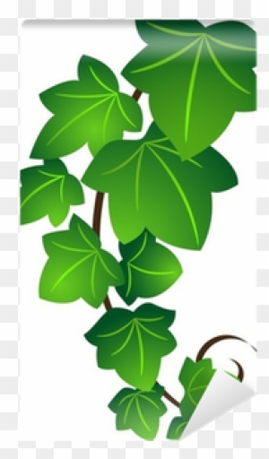 Ivy Leaf Vecotr