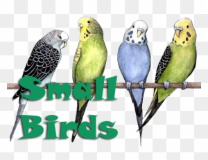 Home Button - Cute Parakeet Bird Drawings
