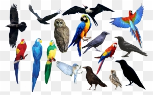 Bird Bird Bird Png Format By Chimonk - All Birds Image Png