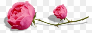 Pink Roses - Portable Network Graphics