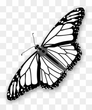 Monarch Butterfly Stencils