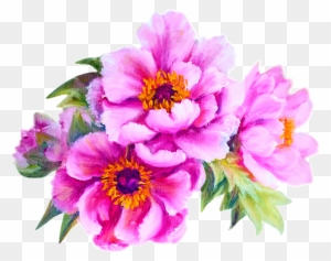 Flower Peony Stock Photography Illustration - Life Is About Balance Good Morning