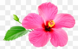Commonly, We Advertise Special Deals Featuring Our - Chinese Hibiscus