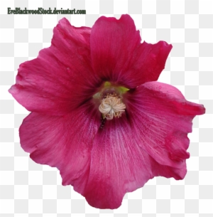 Dark Pink Hibiscus By Eveblackwoodstock Dark Pink Hibiscus - Hawaiian Hibiscus