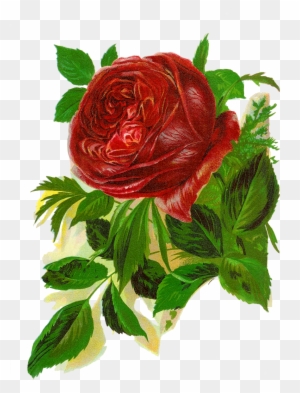 Isn't This Rose Image Amazing This Is Wonderfully Beautiful - Red Rose Vintage Clipart