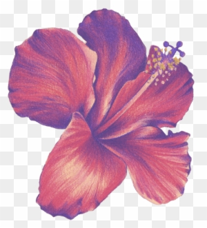 Flower Color Pencil Drawing from College | Megan Coyle: Artist & Illustrator