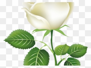 White Rose Clipart Gulab - Painted Rose Buds Png
