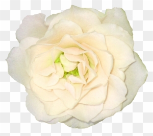 White Roses Picture Png Image - Portable Network Graphics