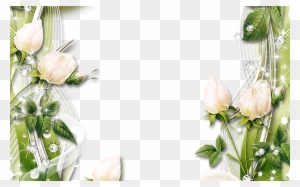 Pin By Yvonne Jeanson On Clipart Borders Pinterest - White Rose Border Png
