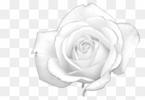 Rose Black And White - White Rose Hunger Games