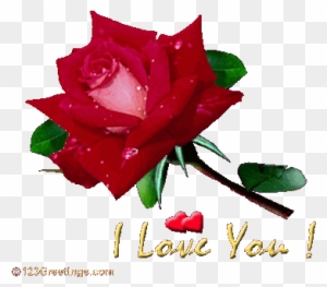 Rose I Love U Wallpaper - Shekhar I Love You - Free Transparent PNG Clipart  Images Download