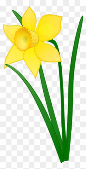 Daffodil Clip Art, Transparent PNG Clipart Images Free Download , Page ...