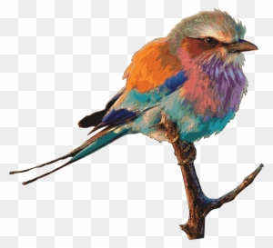 Free Clipart Of A Bird Dessin Oiseau En Couleur Free Transparent Png Clipart Images Download Free Clipart Of A Bird Dessin Oiseau En Couleur Free Transparent Png Clipart Images Download