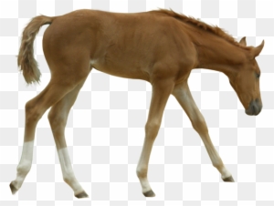 British Horse Breeding Network Foal - Horse Foal Png