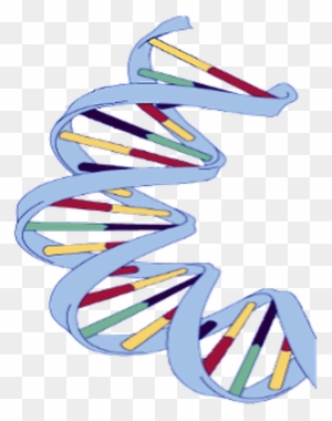 Dna Structure Clipart Wikipedia - Dna Extraction From Banana