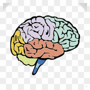 wallpapers Colorful Brain Clipart Transparent Background colorful brain clipart transparent png