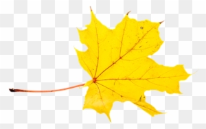 Autumn, Leaves, Leaf, Png - Gambar Daun Pixabay Diatas Air Animasi Bergerak