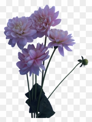 Bunch Of Blush Or Baby Pink Dahlias Perfect For Whimsical, - Daliha Flower Plant Png