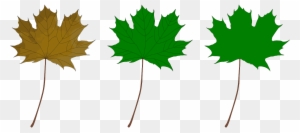 Maple Leaf - Maple Leaf