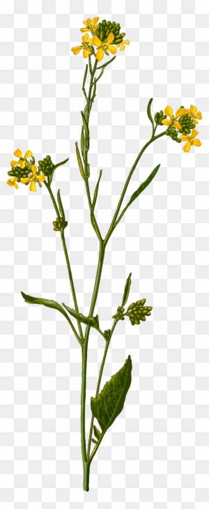 18+ Planting Seeds Clipart