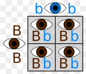 If - Punnett Square Eye Color