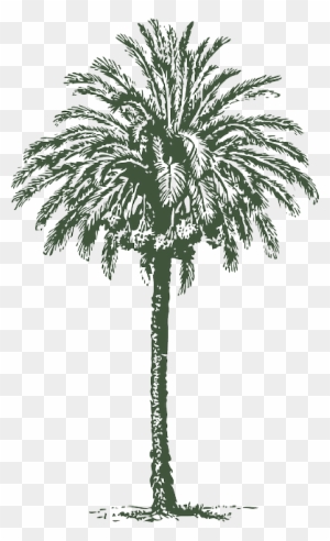 Big Palm Tree Drawing