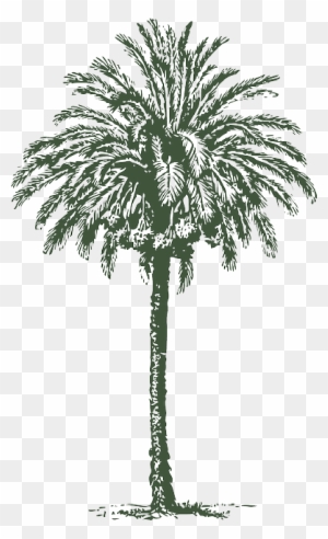 Big Palm Tree Drawing Big Palm Tree Drawing