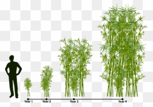 How Does Bamboo Grow Lewis Bamboo Rh Lewisbamboo Com - Fast Does Bamboo Grow