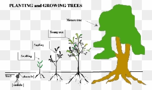 Seed Seedling Sapling Tree - Free Transparent PNG Clipart Images Download