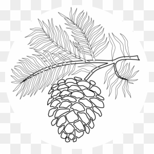 Pine Cone Line Drawing At Getdrawings Pine Cone Drawing Easy Free Transparent Png Clipart Images Download