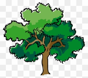 Oak, Tree, Summer, Branches, Leaves, Trunk, Mature - Oak Tree Clipart