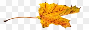 Autumn, Leaves, Leaf, Png, Transparent, Fall Color - Autumn Leaf Color